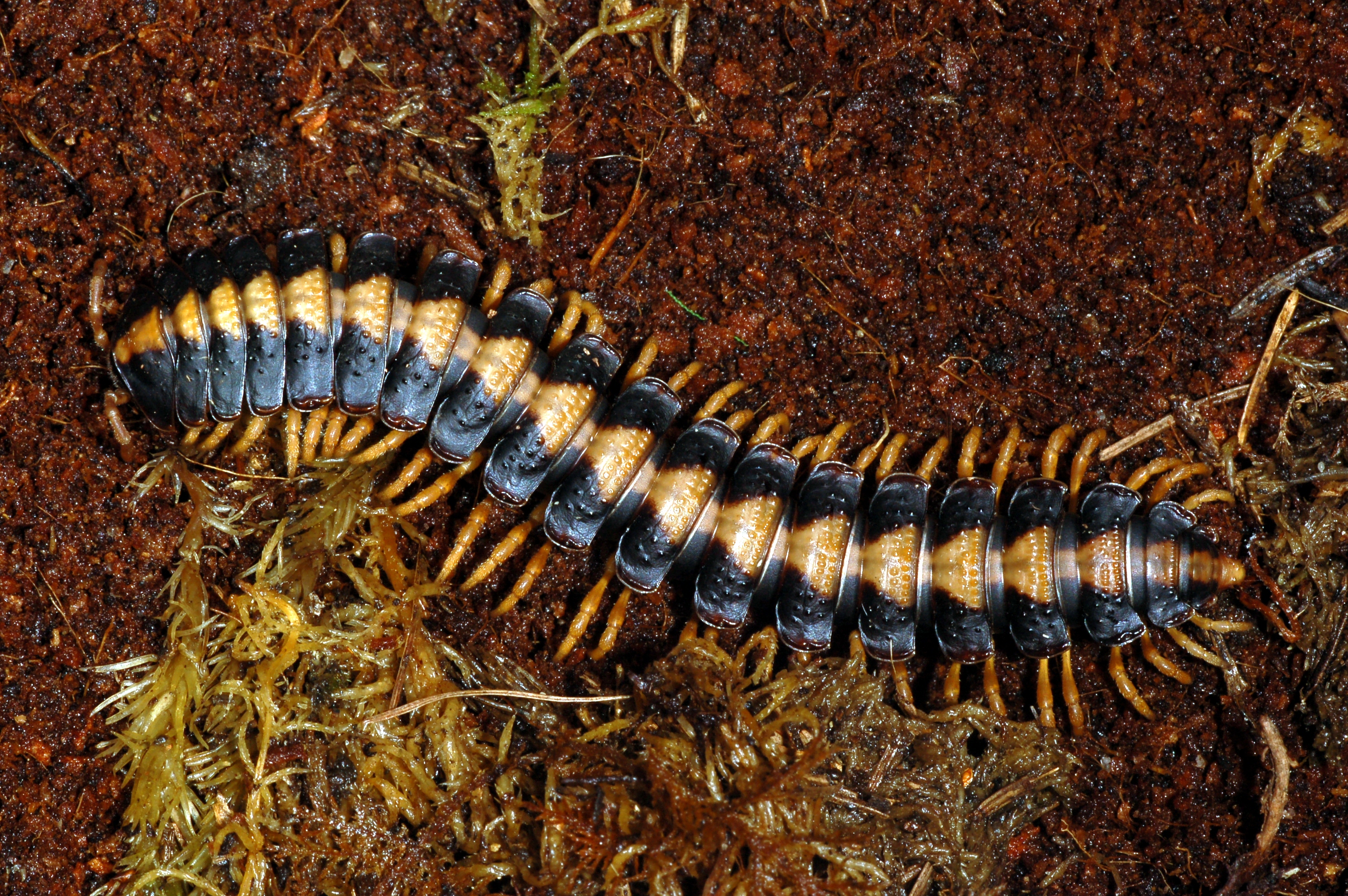 Представитель Семейства Oxydesmidae